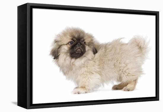 Pekingese Puppy in Studio-null-Framed Stretched Canvas