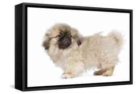 Pekingese Puppy in Studio-null-Framed Stretched Canvas