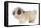 Pekingese Puppy in Studio-null-Framed Stretched Canvas