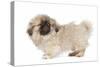 Pekingese Puppy in Studio-null-Stretched Canvas