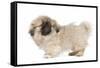 Pekingese Puppy in Studio-null-Framed Stretched Canvas