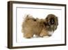 Pekingese Puppy in Studio-null-Framed Photographic Print