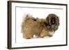 Pekingese Puppy in Studio-null-Framed Photographic Print