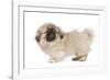 Pekingese Puppy in Studio-null-Framed Photographic Print