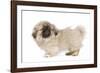 Pekingese Puppy in Studio-null-Framed Photographic Print