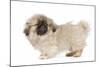 Pekingese Puppy in Studio-null-Mounted Photographic Print