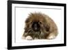 Pekingese Puppy in Studio-null-Framed Photographic Print