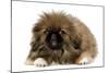 Pekingese Puppy in Studio-null-Mounted Photographic Print