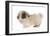 Pekingese Puppy in Studio-null-Framed Photographic Print