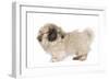 Pekingese Puppy in Studio-null-Framed Photographic Print