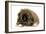 Pekingese Puppy in Studio-null-Framed Photographic Print