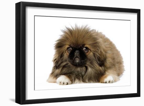 Pekingese Puppy in Studio-null-Framed Photographic Print