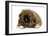 Pekingese Puppy in Studio-null-Framed Photographic Print