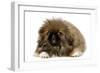 Pekingese Puppy in Studio-null-Framed Photographic Print