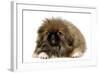 Pekingese Puppy in Studio-null-Framed Photographic Print