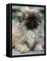 Pekingese Puppy Portrait-Adriano Bacchella-Framed Stretched Canvas