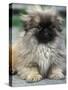 Pekingese Puppy Portrait-Adriano Bacchella-Stretched Canvas