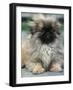 Pekingese Puppy Portrait-Adriano Bacchella-Framed Photographic Print
