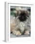 Pekingese Puppy Portrait-Adriano Bacchella-Framed Photographic Print