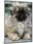 Pekingese Puppy Portrait-Adriano Bacchella-Mounted Photographic Print