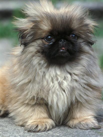 Pekingese puppies near me