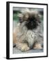 Pekingese Puppy Portrait-Adriano Bacchella-Framed Photographic Print