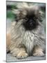 Pekingese Puppy Portrait-Adriano Bacchella-Mounted Photographic Print