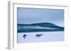 Pekka Aikio, Sami, Finland, Racing Reindeer, 2008 (Photo)-Kenneth Garrett-Framed Giclee Print