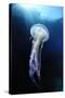 Pelagia Stinger - Common Jellyfish (Pelagia Noctiluca) Malta, Mediteranean, May 2009-Zankl-Stretched Canvas