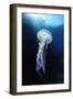 Pelagia Stinger - Common Jellyfish (Pelagia Noctiluca) Malta, Mediteranean, May 2009-Zankl-Framed Premium Photographic Print