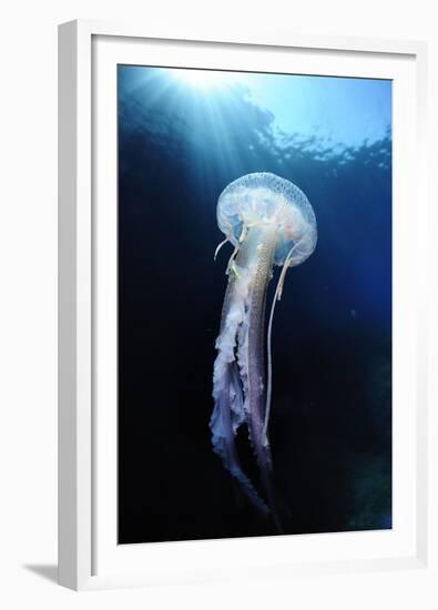 Pelagia Stinger - Common Jellyfish (Pelagia Noctiluca) Malta, Mediteranean, May 2009-Zankl-Framed Premium Photographic Print