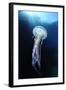 Pelagia Stinger - Common Jellyfish (Pelagia Noctiluca) Malta, Mediteranean, May 2009-Zankl-Framed Premium Photographic Print