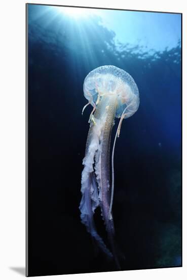 Pelagia Stinger - Common Jellyfish (Pelagia Noctiluca) Malta, Mediteranean, May 2009-Zankl-Mounted Premium Photographic Print