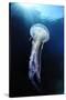 Pelagia Stinger - Common Jellyfish (Pelagia Noctiluca) Malta, Mediteranean, May 2009-Zankl-Stretched Canvas