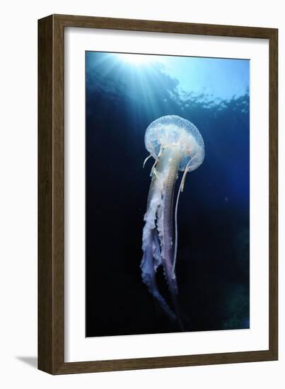 Pelagia Stinger - Common Jellyfish (Pelagia Noctiluca) Malta, Mediteranean, May 2009-Zankl-Framed Photographic Print