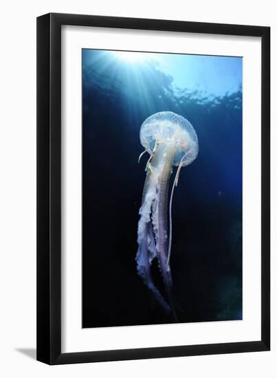 Pelagia Stinger - Common Jellyfish (Pelagia Noctiluca) Malta, Mediteranean, May 2009-Zankl-Framed Photographic Print