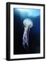 Pelagia Stinger - Common Jellyfish (Pelagia Noctiluca) Malta, Mediteranean, May 2009-Zankl-Framed Photographic Print