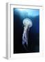 Pelagia Stinger - Common Jellyfish (Pelagia Noctiluca) Malta, Mediteranean, May 2009-Zankl-Framed Photographic Print