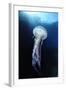 Pelagia Stinger - Common Jellyfish (Pelagia Noctiluca) Malta, Mediteranean, May 2009-Zankl-Framed Photographic Print