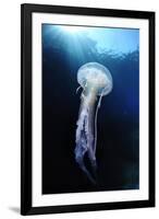 Pelagia Stinger - Common Jellyfish (Pelagia Noctiluca) Malta, Mediteranean, May 2009-Zankl-Framed Photographic Print