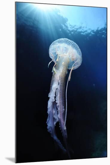 Pelagia Stinger - Common Jellyfish (Pelagia Noctiluca) Malta, Mediteranean, May 2009-Zankl-Mounted Photographic Print