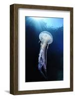 Pelagia Stinger - Common Jellyfish (Pelagia Noctiluca) Malta, Mediteranean, May 2009-Zankl-Framed Photographic Print