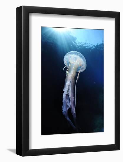 Pelagia Stinger - Common Jellyfish (Pelagia Noctiluca) Malta, Mediteranean, May 2009-Zankl-Framed Photographic Print