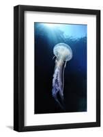 Pelagia Stinger - Common Jellyfish (Pelagia Noctiluca) Malta, Mediteranean, May 2009-Zankl-Framed Photographic Print