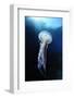 Pelagia Stinger - Common Jellyfish (Pelagia Noctiluca) Malta, Mediteranean, May 2009-Zankl-Framed Photographic Print