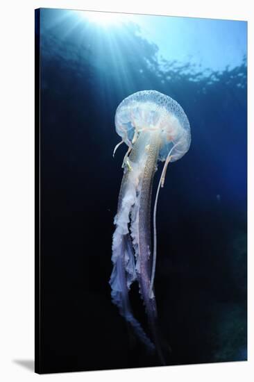 Pelagia Stinger - Common Jellyfish (Pelagia Noctiluca) Malta, Mediteranean, May 2009-Zankl-Stretched Canvas