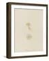 Pelagia (Young), Weymouth, 1843: Pelagia Noctiluca: Jellyfish-Philip Henry Gosse-Framed Giclee Print