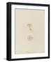 Pelagia (Young), Weymouth, 1843: Pelagia Noctiluca: Jellyfish-Philip Henry Gosse-Framed Giclee Print