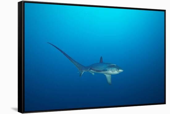 pelagic thresher shark swimming in open ocean, philippines-david fleetham-Framed Stretched Canvas