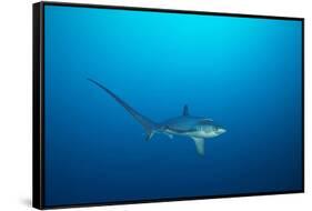 pelagic thresher shark swimming in open ocean, philippines-david fleetham-Framed Stretched Canvas